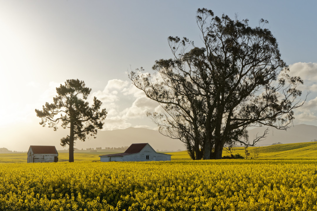 Canola fields in South Canterbury, New Zealand.