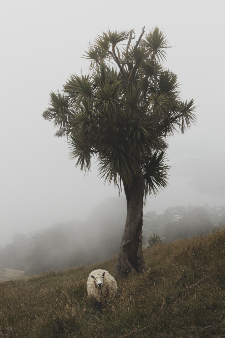 Sheep on Otago Peninsula, New Zealand.