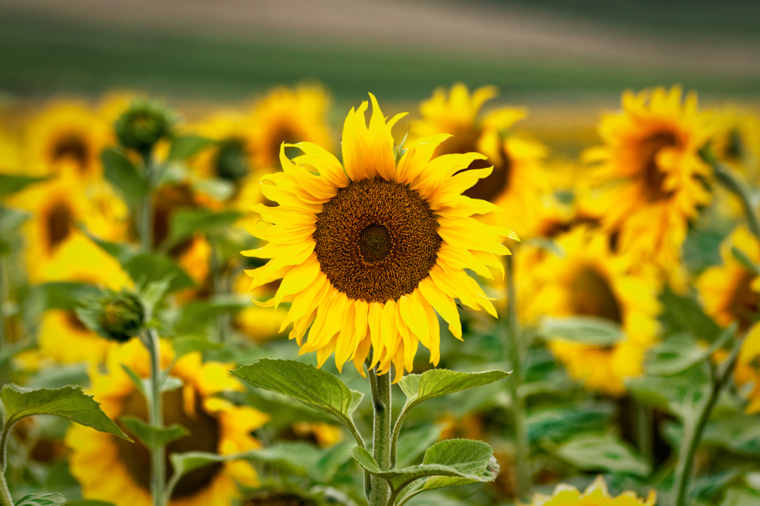 Sunflower.