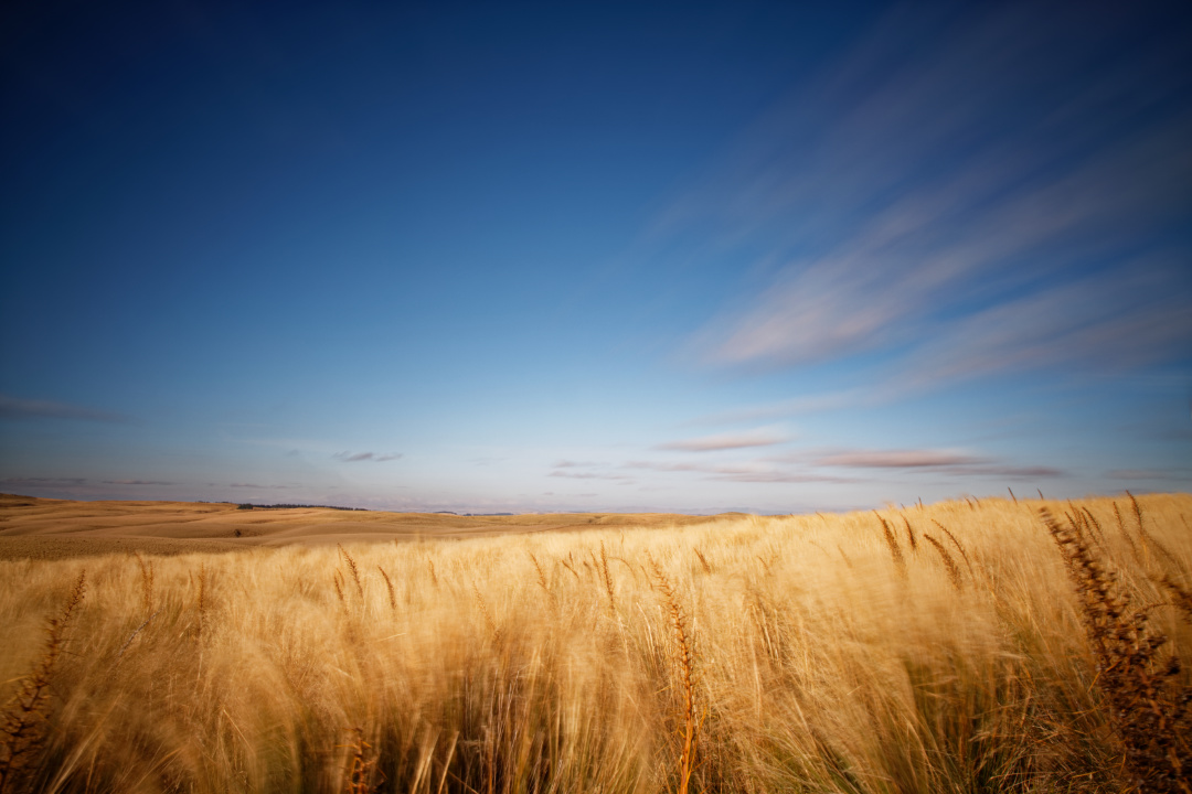 Te Papanui Conservation Park, Otago, New Zealand.