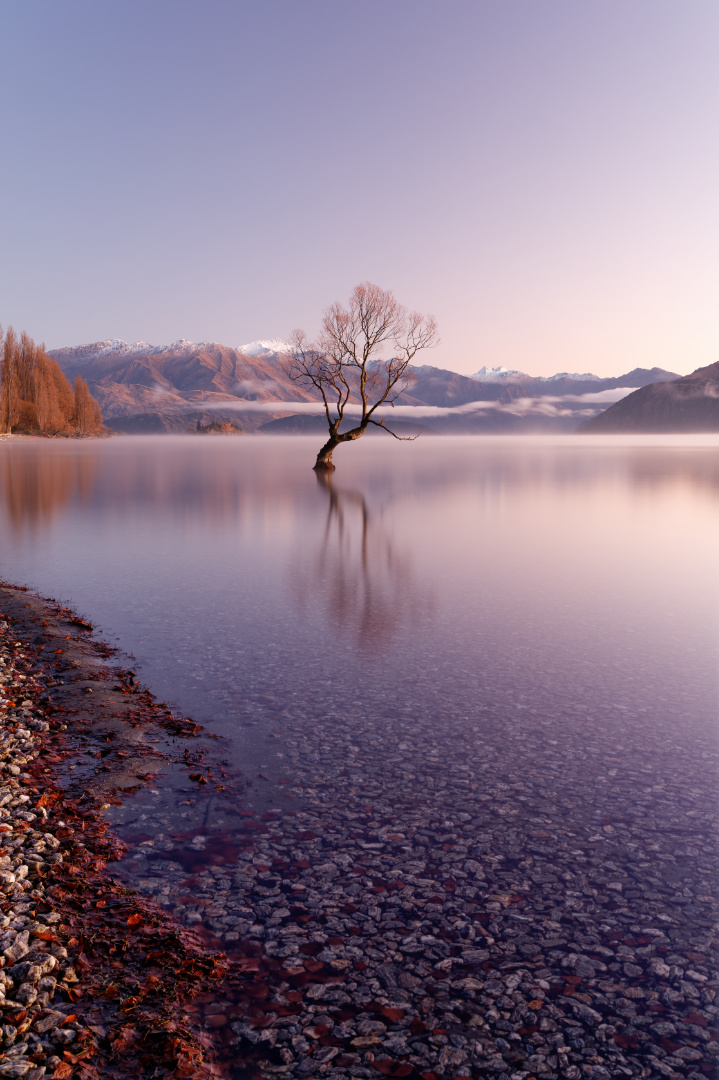 Lake Wānaka Tree, New Zealand.