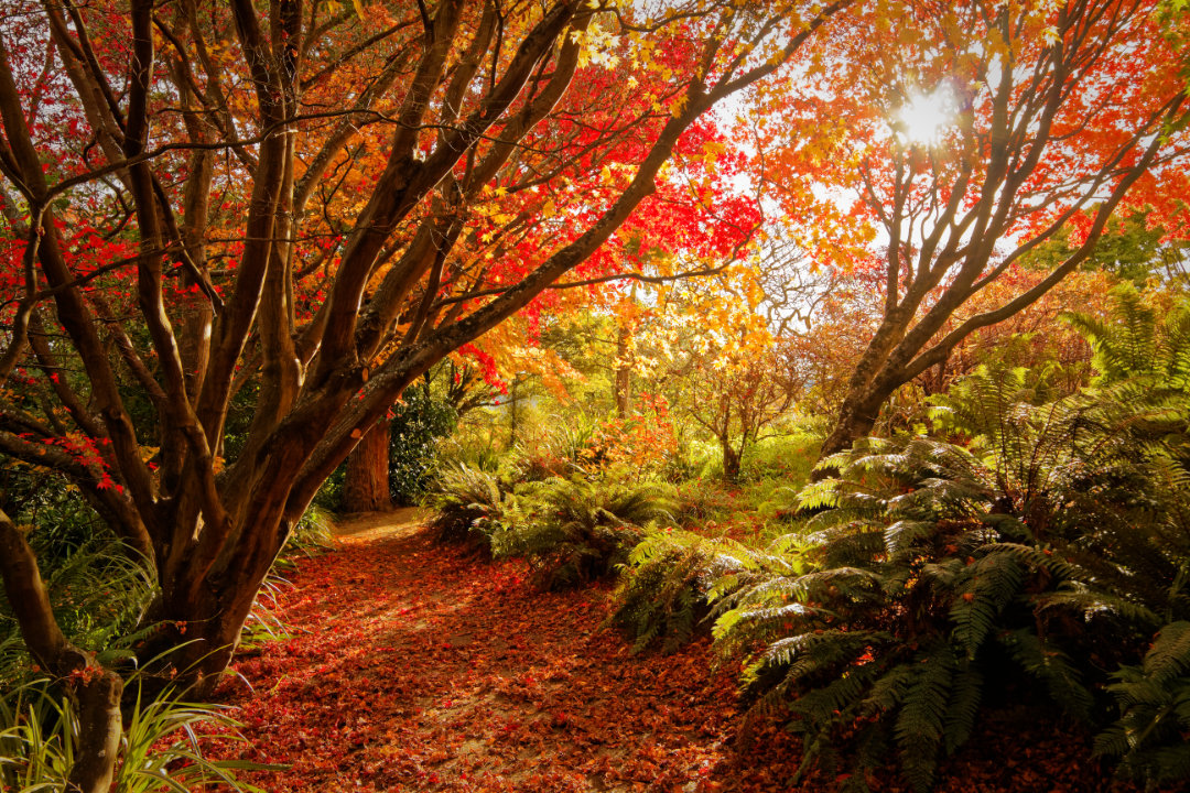 Autumn at Dunedin Botanic Garden, New Zealand.