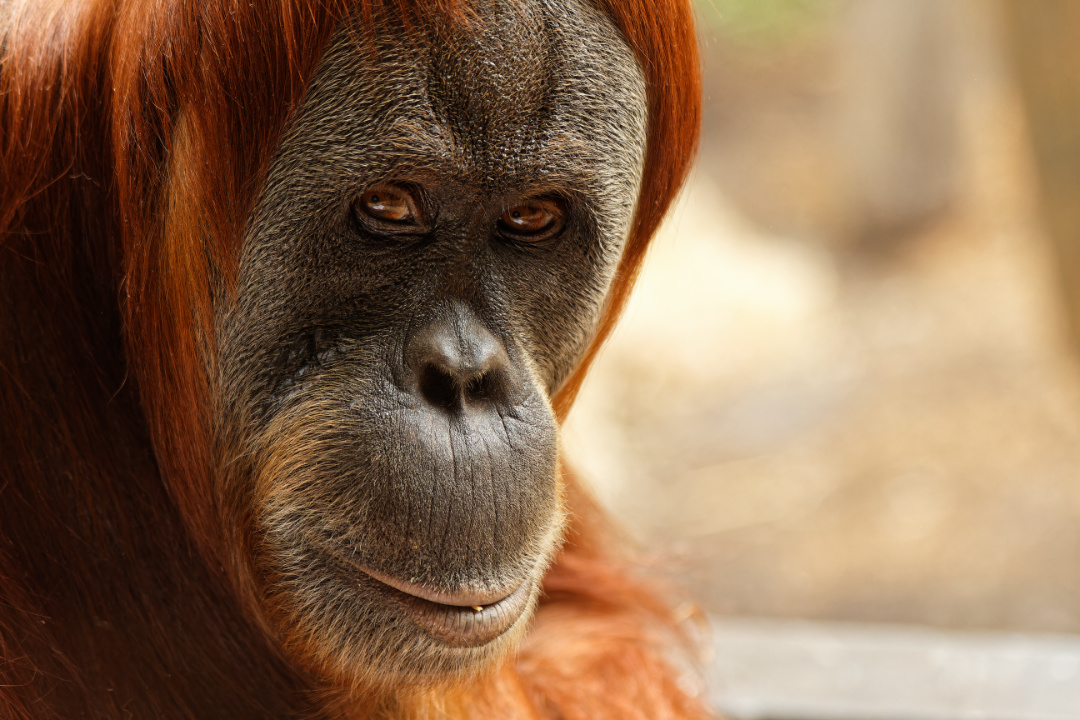 Orangutan at Melbourne Zoo, Australia.