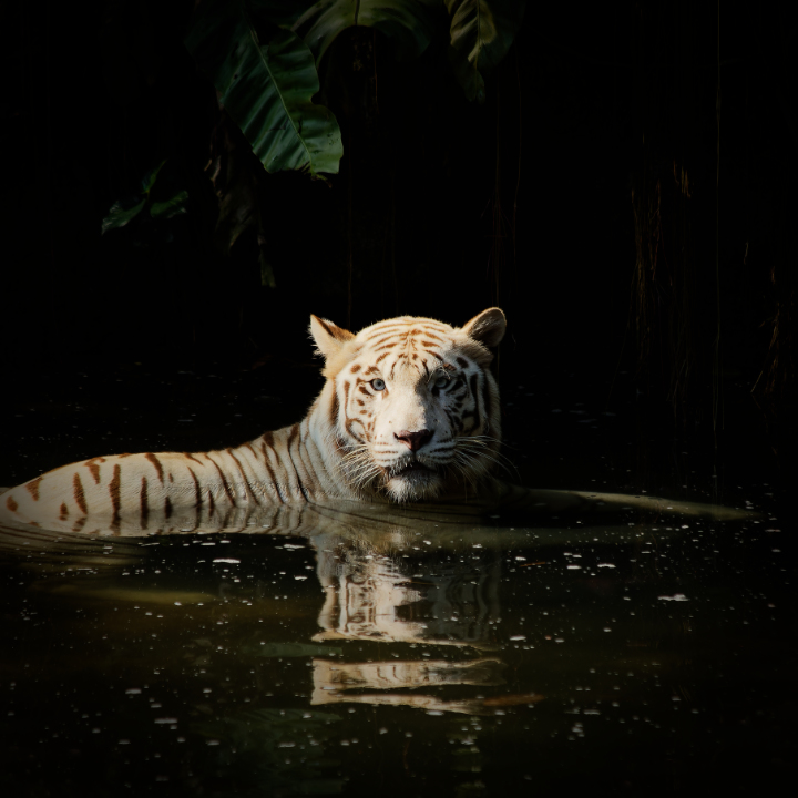 Tiger at Singapore Zoo.